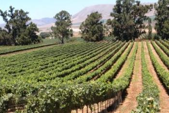 На Закарпатье настоящие виноградари ухаживают за виноградом круглый год