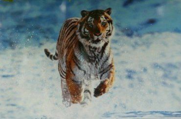 Россия подарила корейцам амурских тигров из-за ошибки переводчика