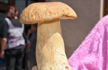 На Закарпатье рекордный урожай белых грибов