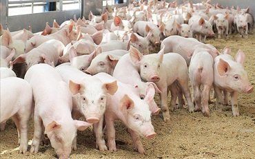 На Мукачевщине, связав охранника, со свинофермы украли 10 свиней