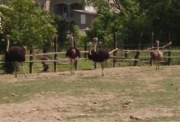 Африканские страусы в Закарпатье