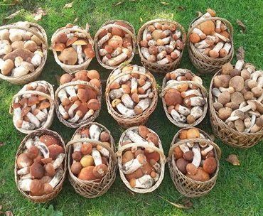 Закарпатка собрала 14 корзин грибов