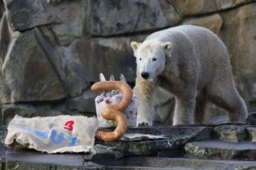 День рождение медведь Кнут отметил с шиком в Берлине