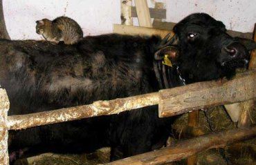 В Закарпатье уже давно занимаются разведением буйволов