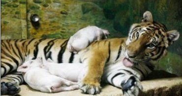 В тайском зоопарке у поросят появилась мама-тигрица