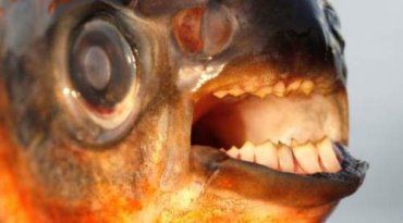 Паку - рыба, которая охотится только на мужские гениталии