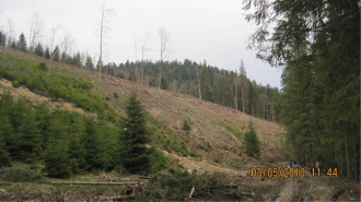 В Тячівському районі лісничі масово вирубують дерева