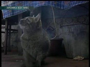 В Харьковской области кот съел человека