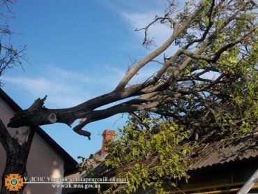 Спасатели расчищали от деревьев крышу ужгородского дома