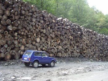 В национальном парке Закарпатья вырубили ценные породы деревьев