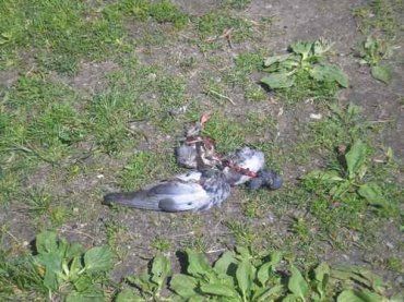 Загадочная болезнь массово косит ужгородских голубей