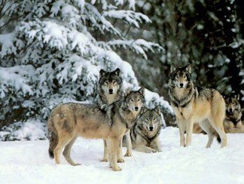 В зимних Карпатах свирепствуют и волки