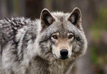 На Закарпатье волков в пять раз больше нормы