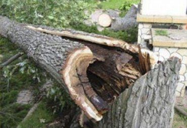 В Раховском районе дерево упало на лесника из Словакии
