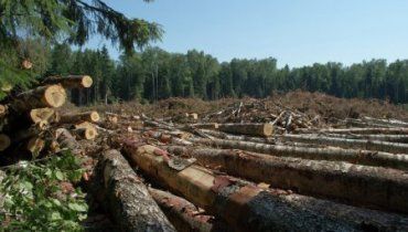 Українські прикордонники "кришували" вирубку лісу словацькою фірмою.