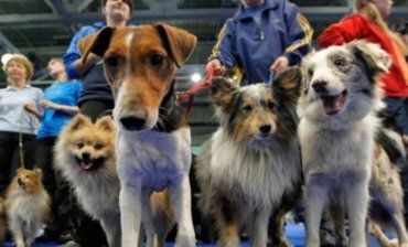 На виставці собак власники собак обов’язково повинні мати паспорт на собаку