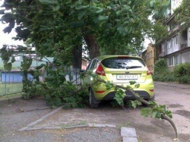 В Ужгороде несколько деревьев упало на автомобили, без жертв