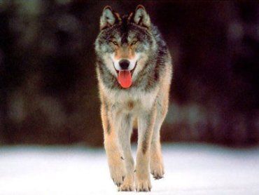 В Синевирской Поляне орудуют две стаи волков