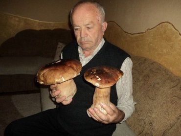 В лесу пенсионер из Иршавы нашел два гигантских гриба
