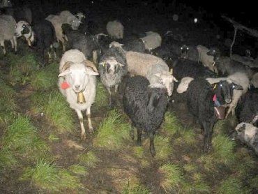 Вівці на полонині