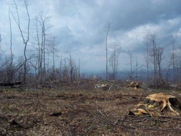 В Ужгородском лесном хозяйстве и без урагана исчезают деревья