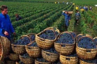 Чувство вина: что остается от украинского виноделия без Крыма