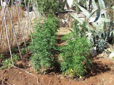 В Закарпатье за ​​выращивание и сбыт марихуаны осудили парня