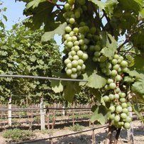 Справи у виноградарстві і виноробстві краю дійшли до критичної межі