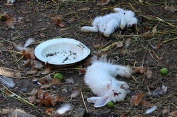 У жителя Ужгорода в микрорайоне Дравцы чупакабра истребила домашних животных