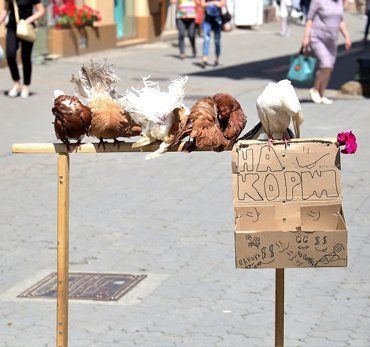 Посреди Ужгорода птицы зарабатывают себе "на корм"