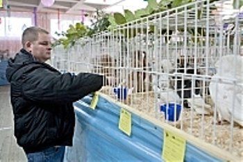 В Ужгороде состоялась выставка голубей