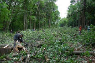 Если Закарпатье не прекратит вырубку лесов, масштабного наводнения не избежать
