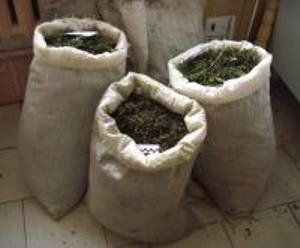 Закарпатец хранил марихуану у себя дома мешками