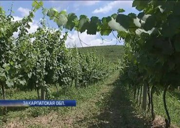 Неофициально на Закарпатье работают около трехсот мелких виноделов