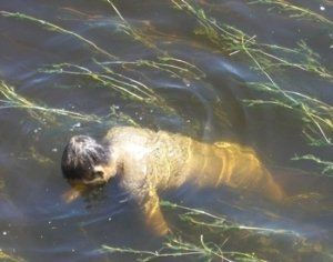 В речке Сейм на Черниговщине утонул закарпатец из Береговского района