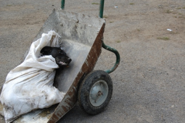 В Ужгороде началась "акция" уничтожения бездомных собак