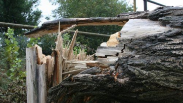 В Ужгороде на улице Шевченко старое дерево упало на дорогу