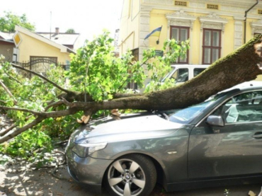 Падение деревьев на автомобили во время урагана - обычное для Ужгорода явление