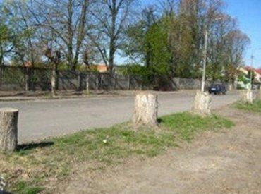 В Ужгороде улицу Капушанскую «украшают» лишь пни деревьев