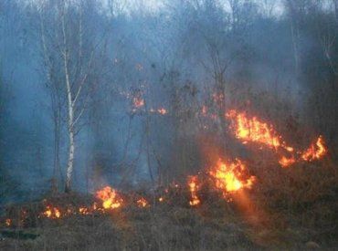 Закарпатские пожарные совместно с лесниками потушили пожар в лесу