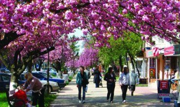 Посетив Ужгород в середине апреля, вы уже застанете цветение сакур