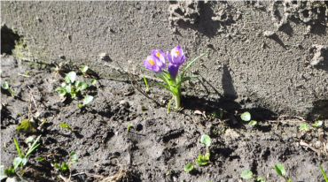 Крокусы первые показываются на свет весной в Ужгороде