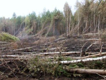 Закарпатец самовольно вырубил 2 десятка деревьев