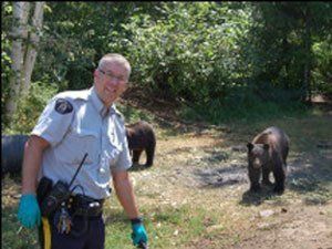 В Канаде обнаружена конопляная ферма, которую охраняли медведи