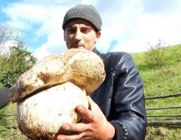 В закарпатских лесах белые грибы весят по несколько килограмм