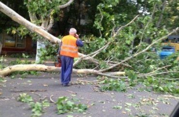 Жителя Береговского района травмировала ветка дерева