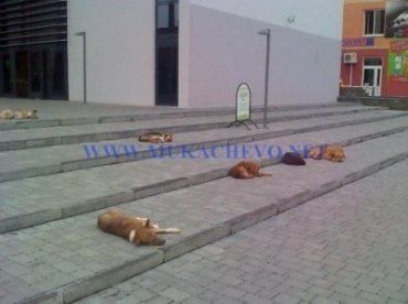 Бродячие собаки терроризируют жителей Мукачево?