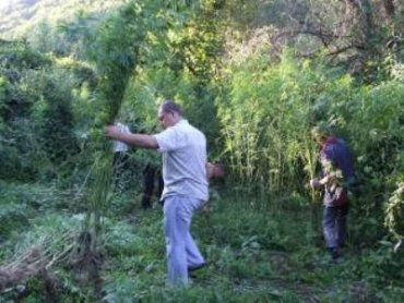 В Закарпатье милиция нашла поле конопли среди высоченного борщевика около реки
