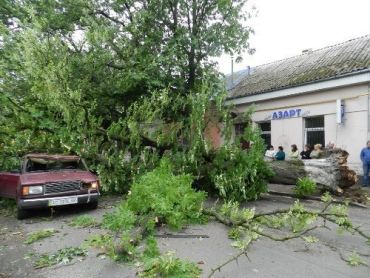 В Ужгороде дерево раздавило "семерку", - водитель чудом выжил