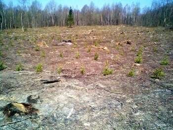 Закарпатские экологи оштрафовали лесничества "Виноградовское" и "Мокрянское"